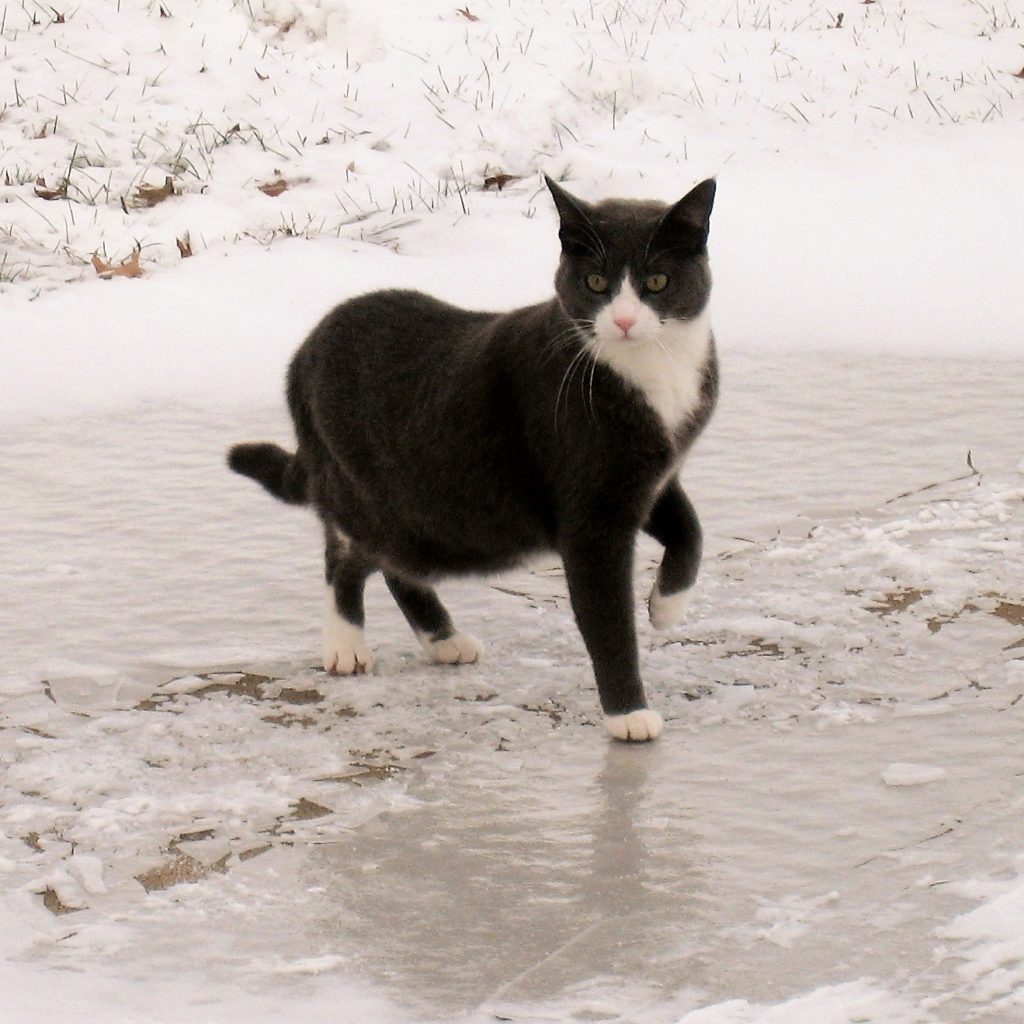 Tuxedo cat on ice